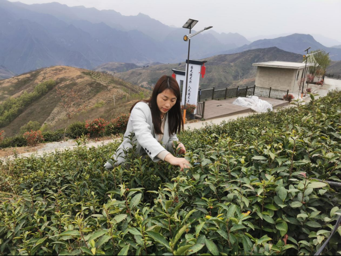 陜西廣電融媒體集團農(nóng)林衛(wèi)視助力陜西茶區(qū)“以茶興業(yè)，以茶富民”